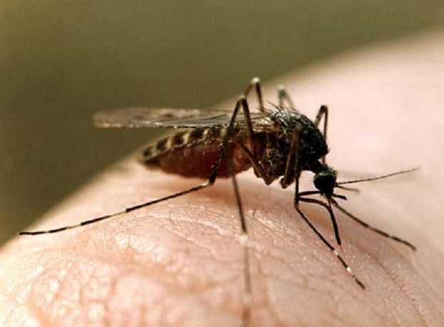 Малярия в ЮВАзии. Стоит ли бояться?