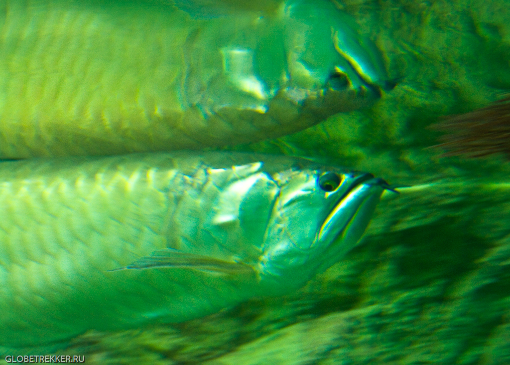 Морские гады Чиангмайского аквариума.