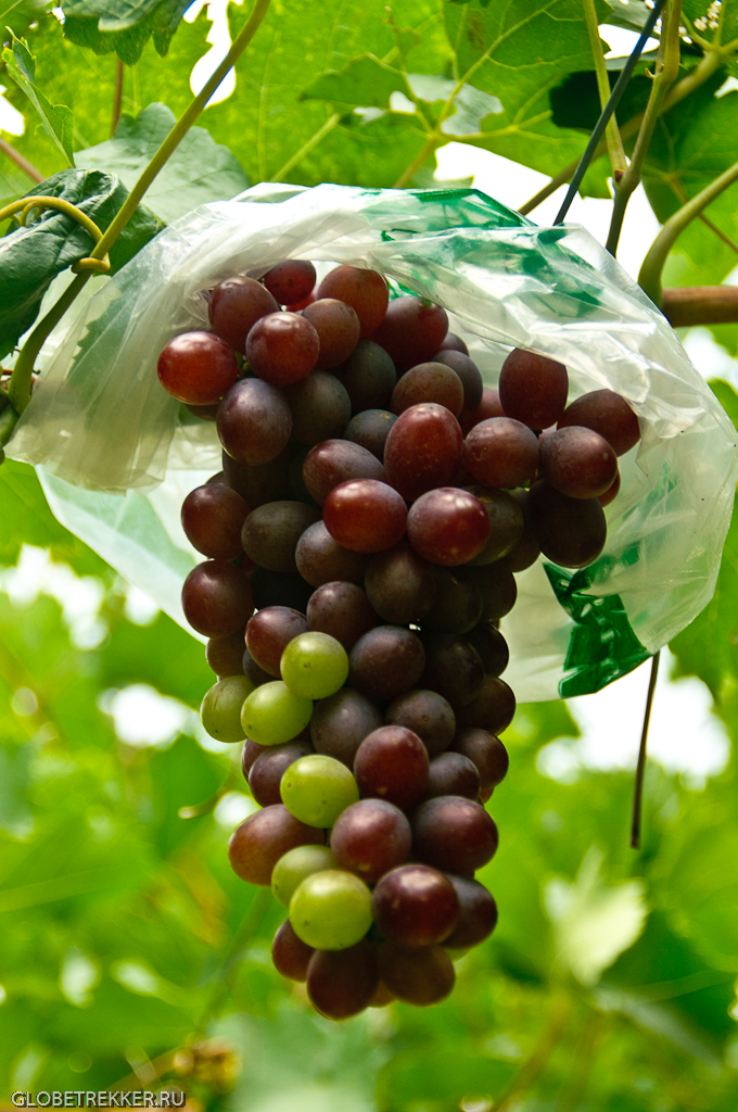 Тропические виноградники Хуа Хина   Hua Hin Hills Vineyard