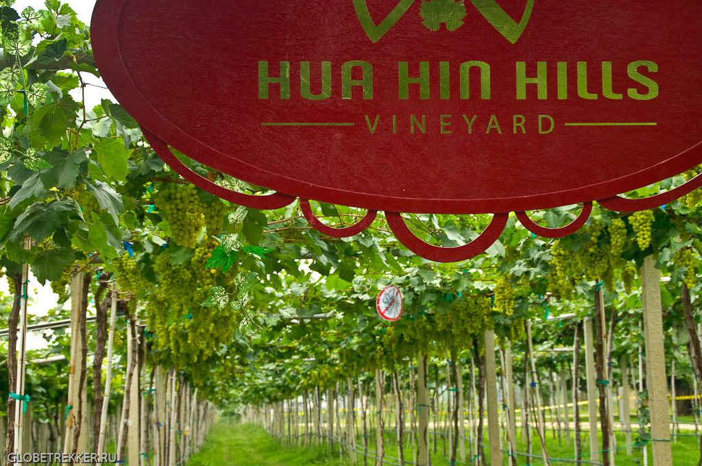 Тропические виноградники Хуа Хина   Hua Hin Hills Vineyard