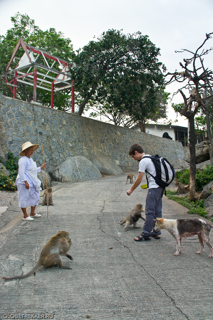Гора Такиаб, где много много диких обезьян