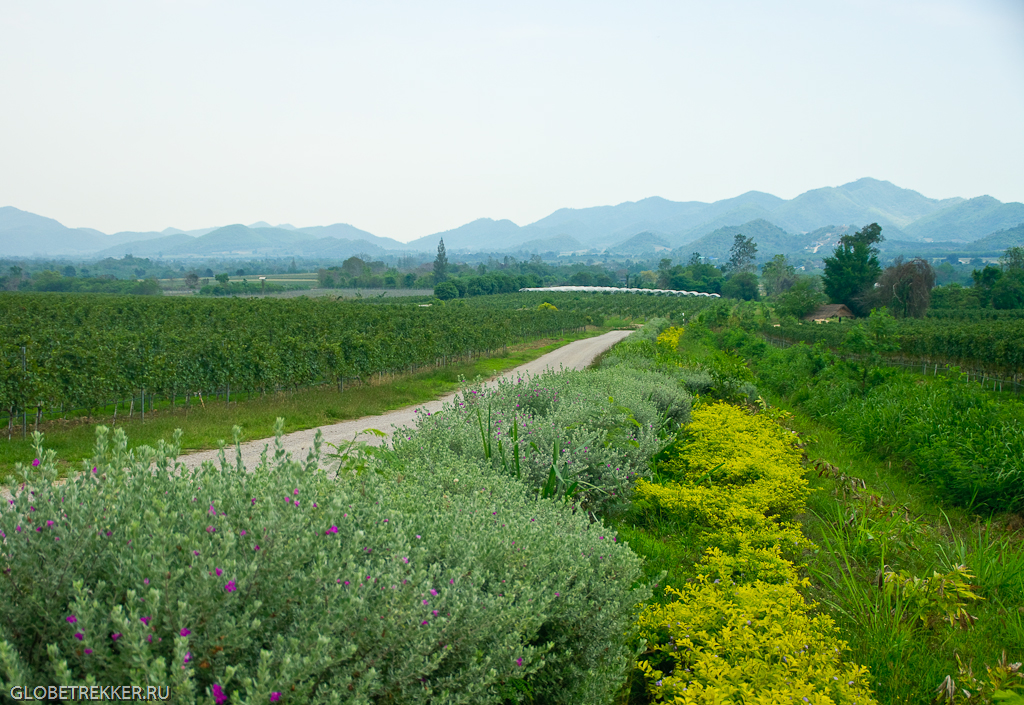 Тропические виноградники Хуа Хина - Hua Hin Hills Vineyard 3