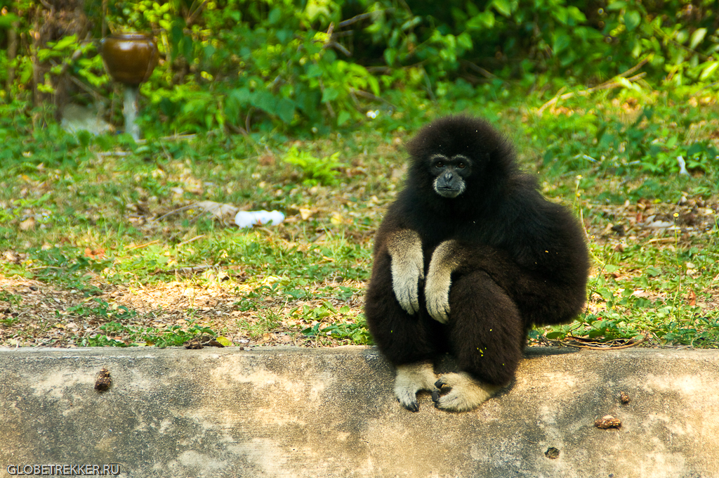 Хуахинский зоопарк: в гости к гиббонам