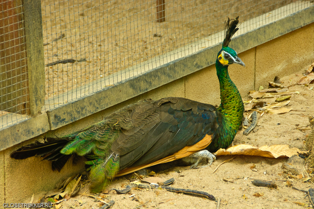 Хуахинский зоопарк: в гости к гиббонам