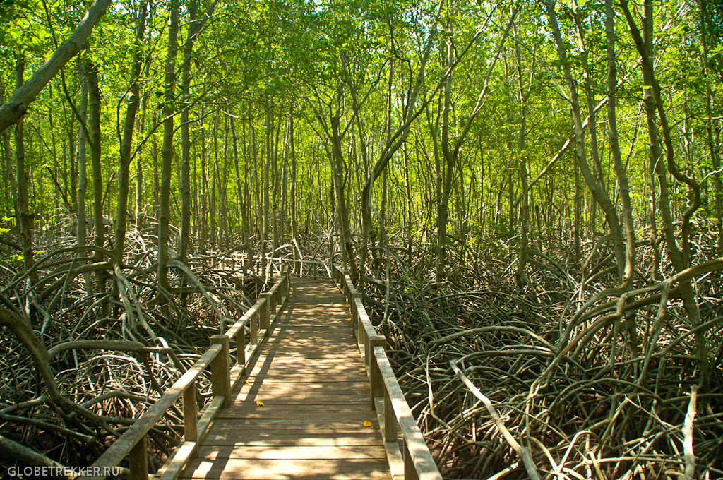 Мангры Хуа Хина: Pranburi Mangrove Forest Park