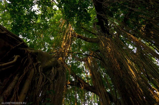Священный лес наглых обезьян в Убуде