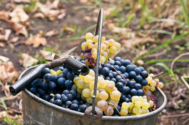 Ртвели   праздник сбора винограда