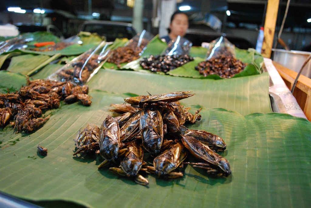 Про вкусных тайских водяных жуков 2