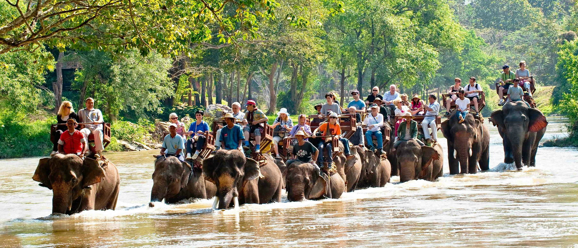 День слона в Таиланде 10