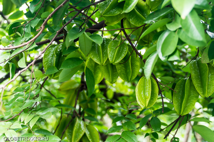Ботанический Сад в Джинхонге: Как растут тропические фрукты